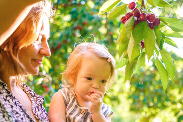 Mother helps cute child learn the world. A little girl reaches for cherries on a tree. Mom and daughter are harvesting cherries in the garden