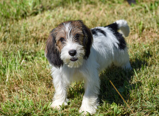 Petit Basset Griffon Vendéen Standing In Grass
