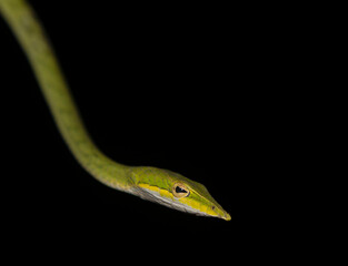 Green snake on a branch; green vine snake; snake flicking its tongue; green vine snake from Sri Lanka; snake staring