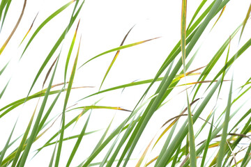 green grass isolated on white,  grass in the wind, background, graphic, minimalist © Kojder