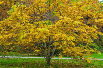 Obraz premium Yellow leaves of a tree in autumn season