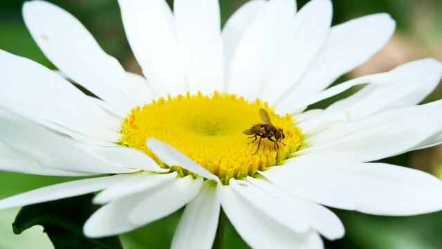 Chamomile Closeup With Pollinating Insect. Bright White Flower with Yellow Insert. Nature Background