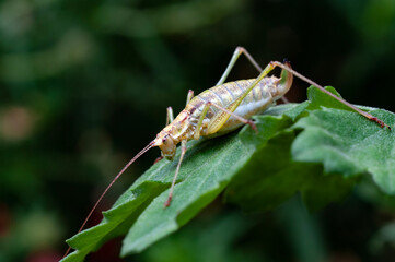 Fototapeta premium grasshopper on a leaf