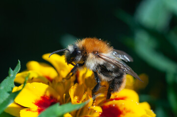 bee on a flower