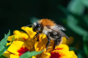 Fotobehang bee on a flower © Oleg