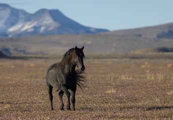 Beautiful Wild Horse in Spring in the Utah Desert