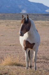 Beautiful Wild Horse in Spring in the Utah Desert
