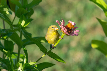 Cute yellow goldfinch bird perched on pink flower in garden