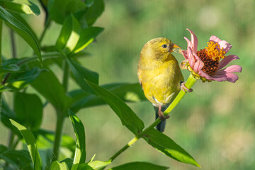 Cute yellow goldfinch bird perched on pink flower in garden