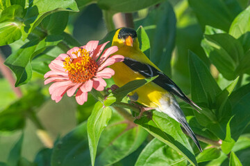 Closeup of male goldfinch bird perched on pink flower in garden 