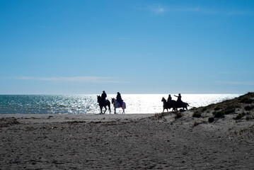 Group of horses walking on the beach at sunset. In the background the blue sky and the sparkling sea