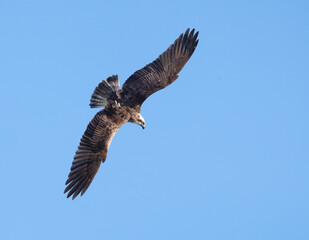 Obraz premium Fischadler