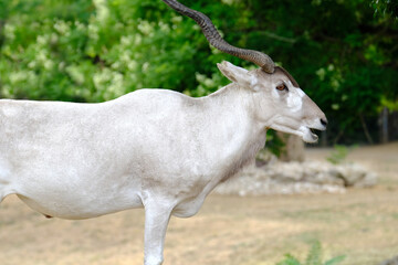 White Addaxili antelope mendeschild, also known as screwhorn antelope in nature reserve, wild animal with curled horns, nasomaculatus nose contrasts with white patches