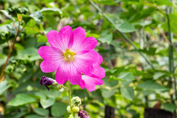 Fototapeta premium Purple mallow flower in the summer garden.