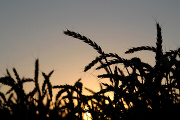 Fototapeta premium Ears of wheat against the evening sky