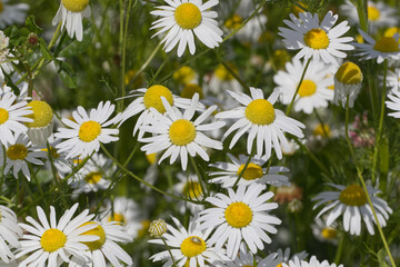 Fototapeta premium Wild Daisies in the Summer