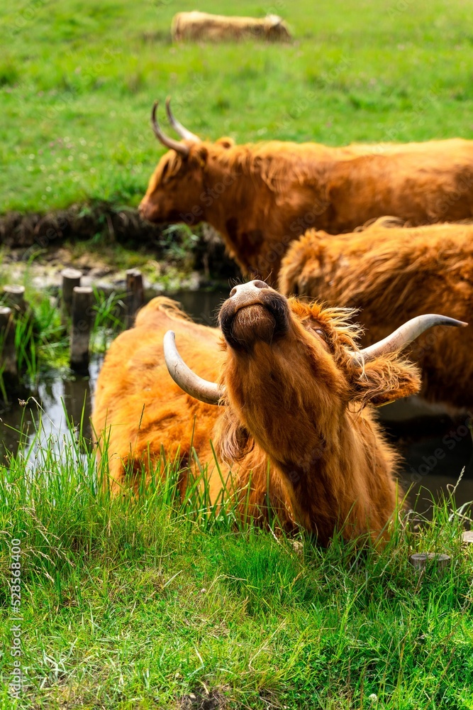 Poster vertical shot of the highland cattle resting in the green meadow