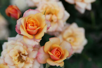 Orange rose in the garden. Blooming orange colored rose in garden with background blur