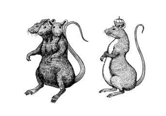 Rat king or mouse. Graphic wild animal. Hand drawn vintage sketch. Engraved grunge elements.