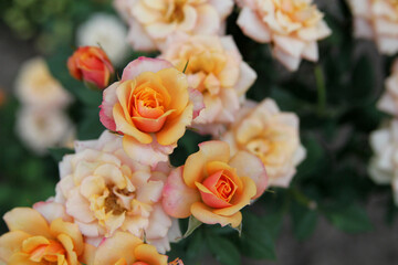 Orange rose in the garden. Blooming orange colored rose in garden with background blur