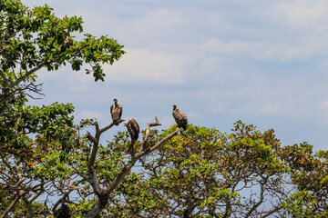 Flock of Cape vultures or Cape griffon (Gyps coprotheres), also known as Kolbe's vultures sitting on a tree in Serengeti national park, Tanzania