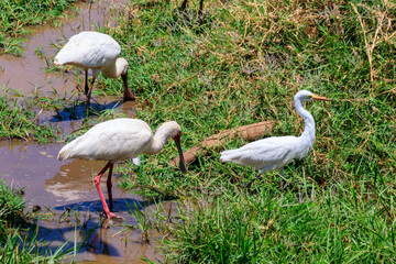 African spoonbills (Platalea alba) and Intermediate egret (Ardea intermedia) in Lake Manyara National Park, Tanzania