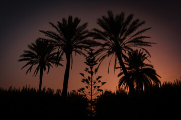 Fototapeta premium Palm trees at sunset