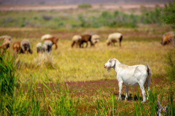Goats in search of food roam the desert hot pasture. Moroccan goats climb trees to eat leaves. Sheep eat the remains of a watermelon.