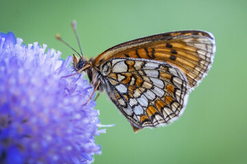 Papillon orange et blanc sur une feuille violette