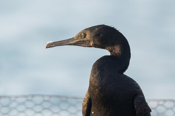 Portrait of cormorant