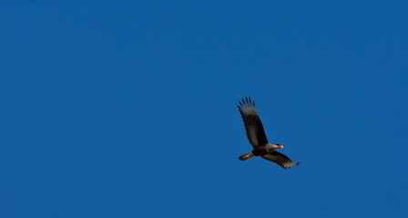 Caracara in flight with a blue sky in the background