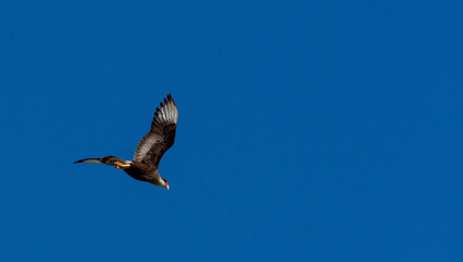 Caracara in flight with a blue sky in the background