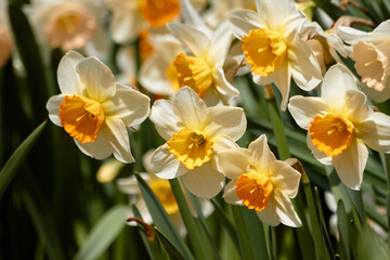 Fototapeta premium Bunches of Yellow and White Daffodils