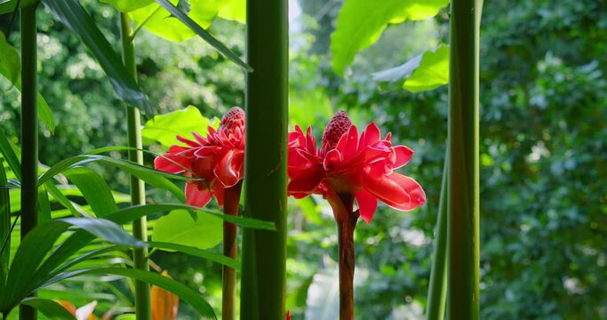 Close-up torch ginger flower. Beautiful pink blossom, tropical green forest, soft wind. Etlingera elatior. Blooming red exotic plant. Combrang, boca de dragon. Wildlife. Relax view of nature.