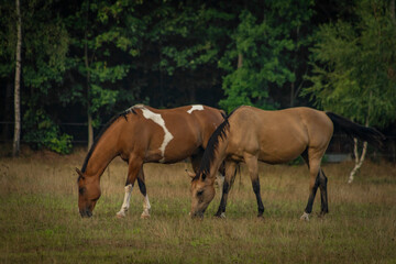 Horses on green grass meadow in cloudy summer day