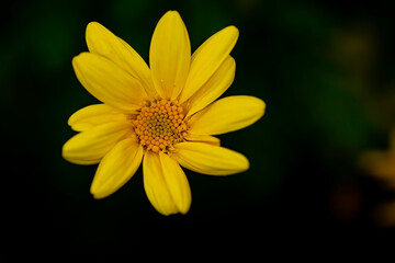 yellow flower