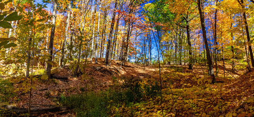 Panorama of nature in full display in fall with the forest in full display, Mississauga, ON, Canada
