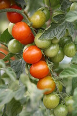 Primer plano de tomatos cherry floreciendo