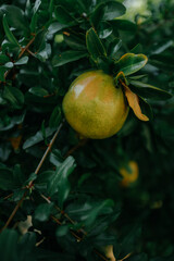 green fresh pomegranate on a branch between leaves. High quality photo