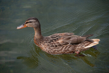 Obraz premium swimming duck