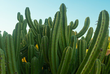 a group of green cactus in the desert