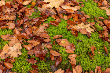 Autumn.Leaves on the grass.Autumn background