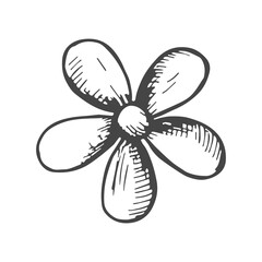 flower with petals sketch vector illustration