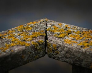 Closeup of two Maritime sunburst lichen-covered wooden corner blocks