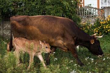 cow and calf