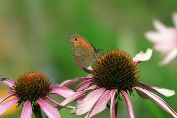 Butterfly sitting on flower in the garden
