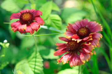 Obraz premium Colorful flowers in summer garden