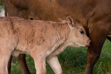 Obraz premium small calf