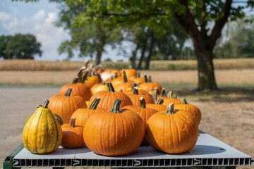 Farbenfrohe Kürbisse 