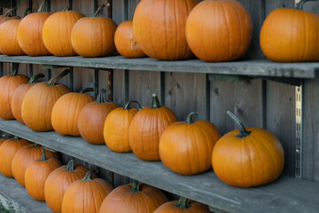 Farbenfrohe Kürbisse 
